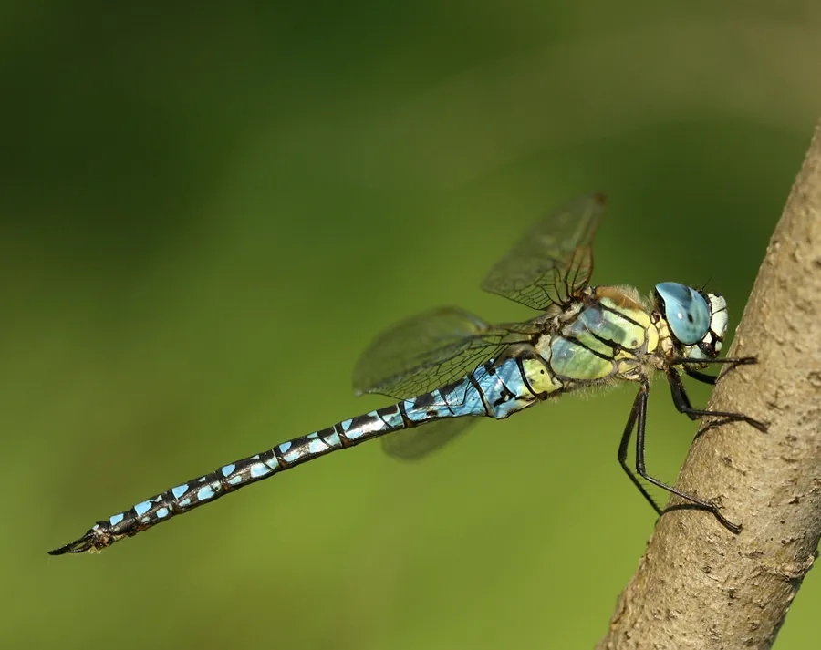 Southern Migrant Hawker