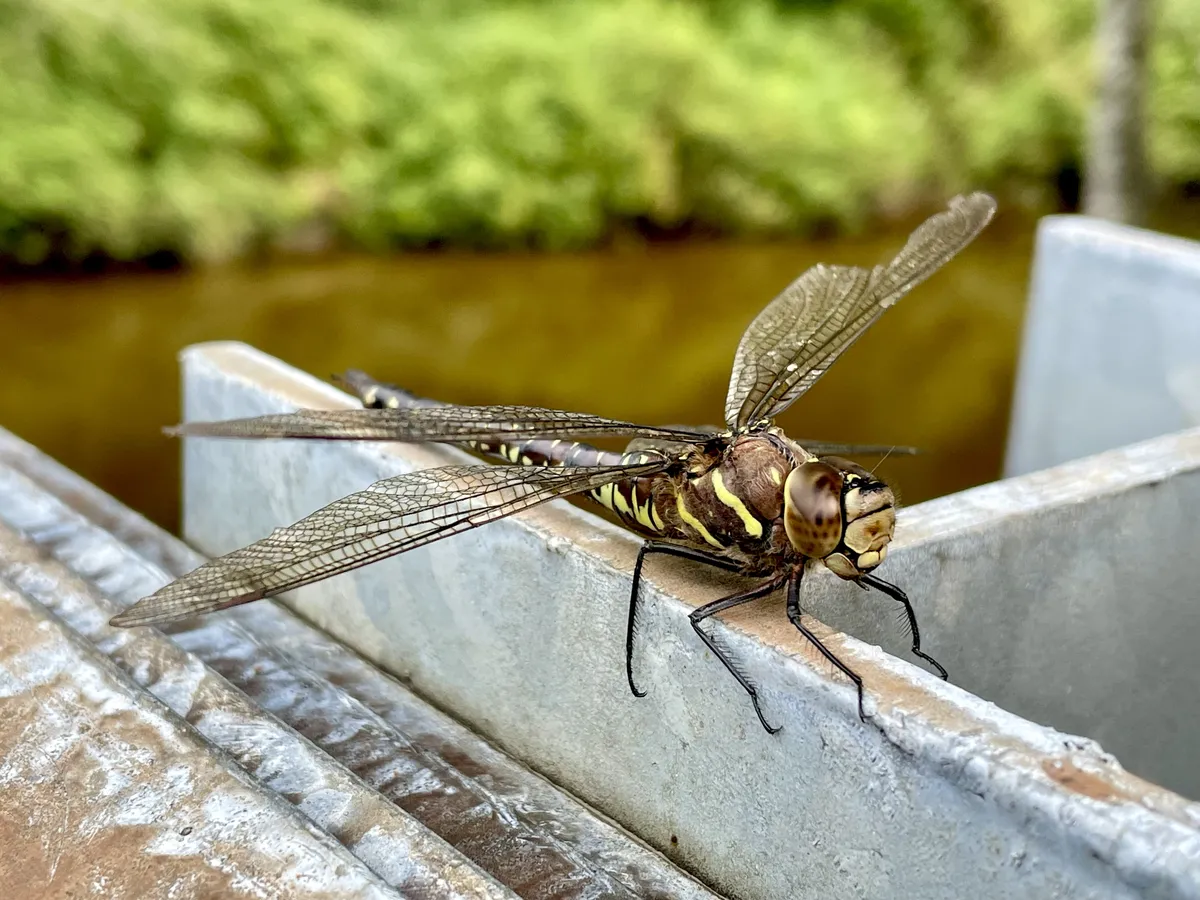 Libélula Canadiense