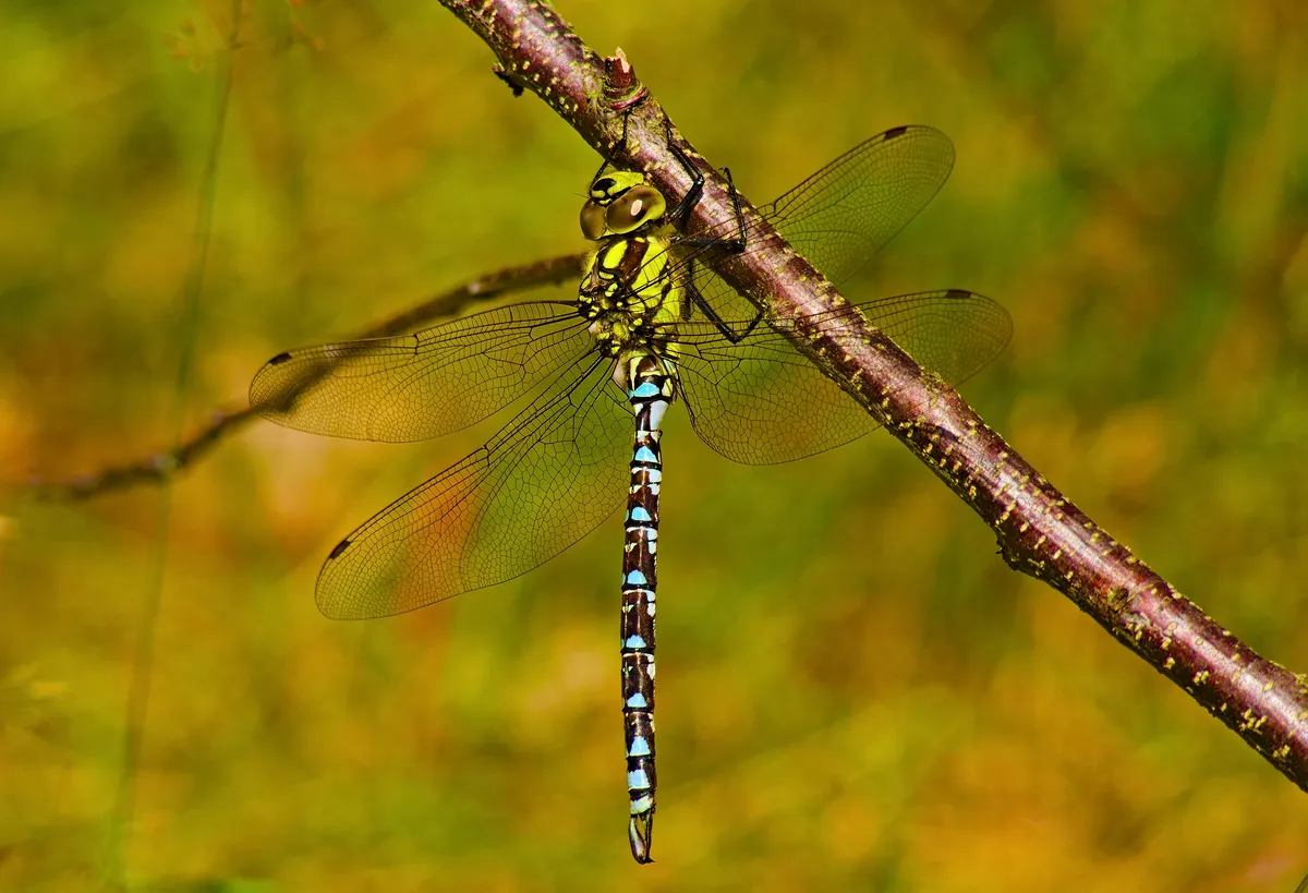 Southern Hawker
