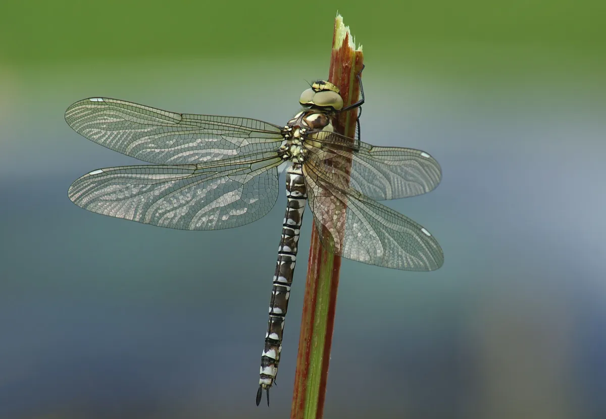 Southern Hawker