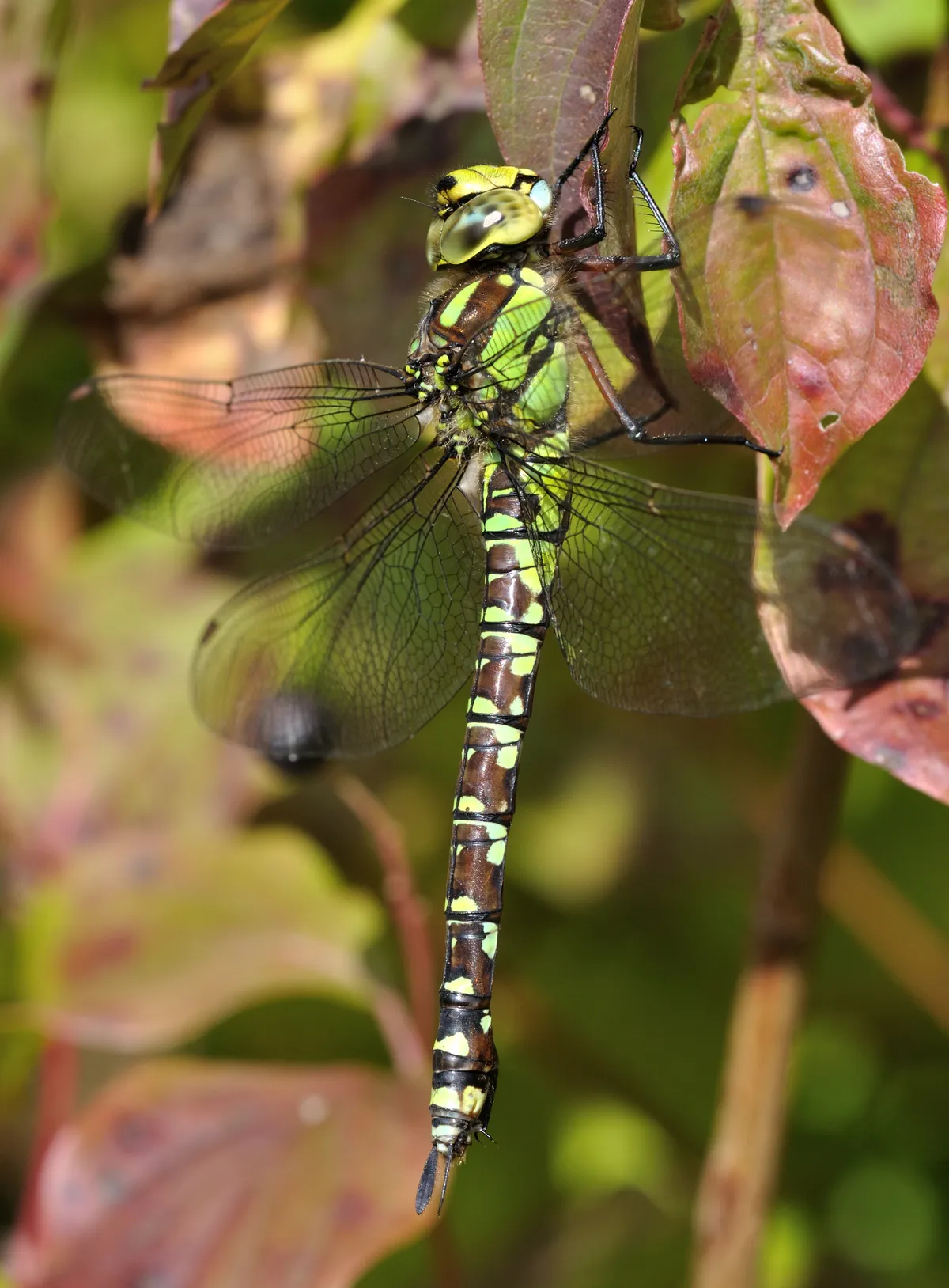 Southern Hawker