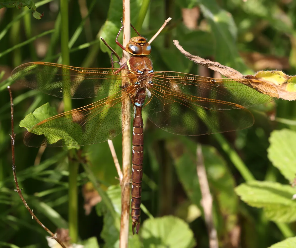 Brown Hawker