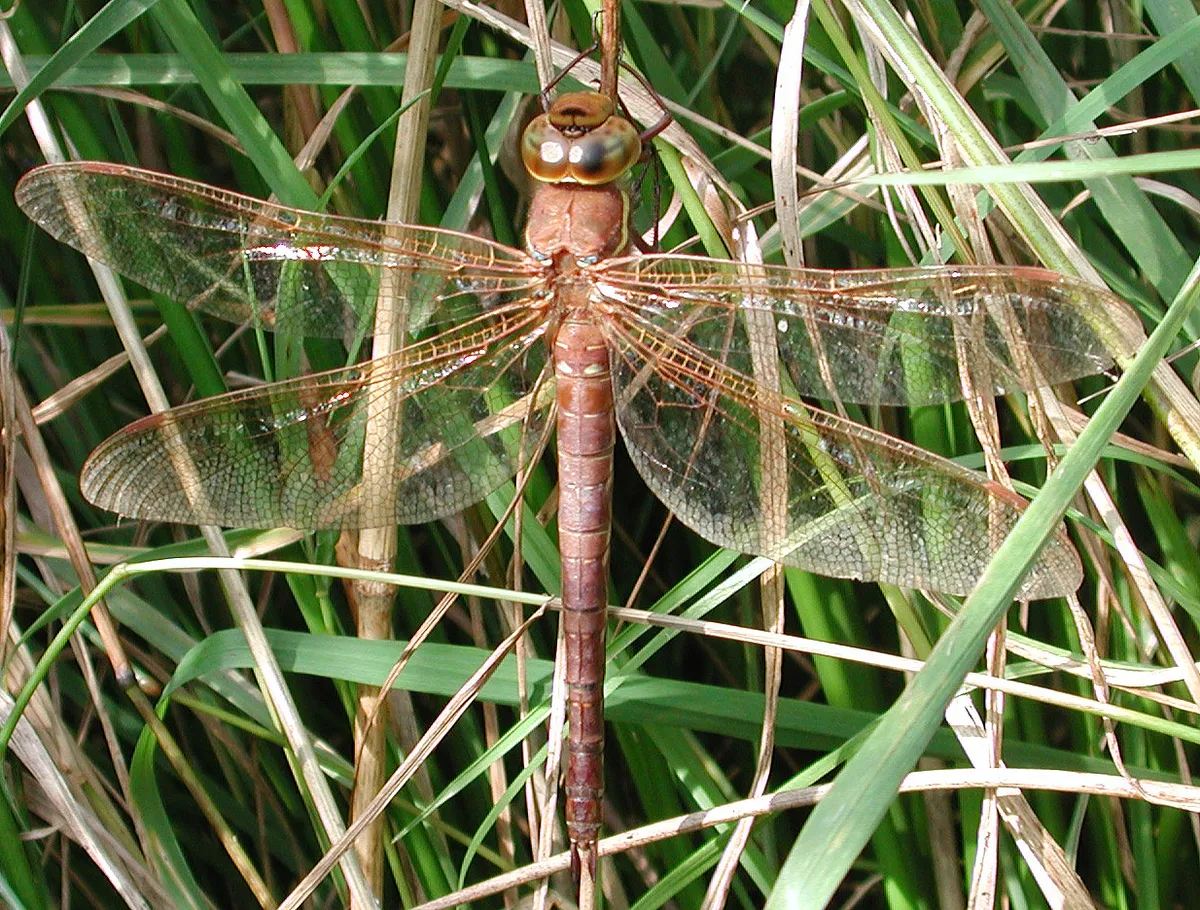 Brown Hawker