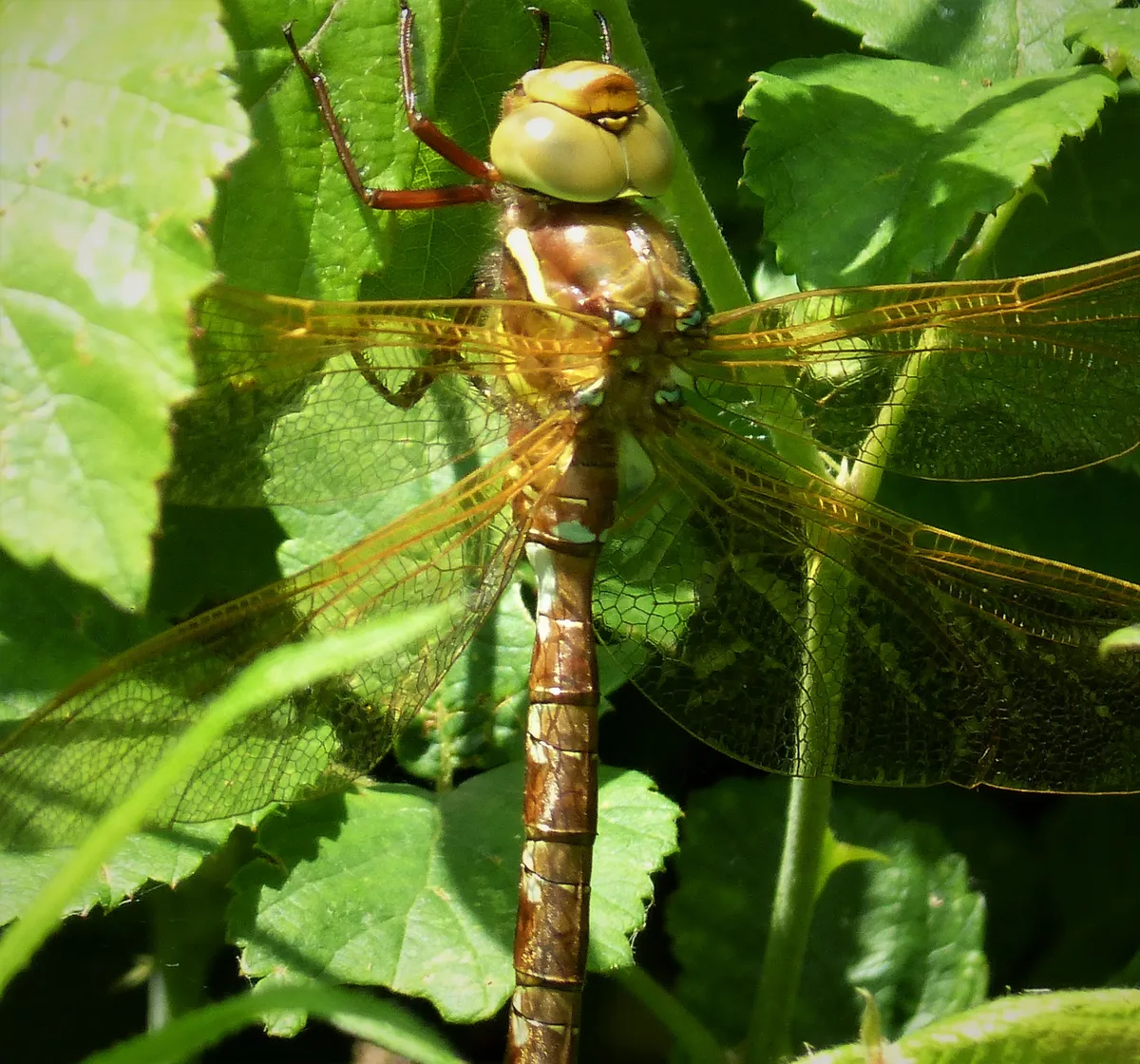 Brown Hawker