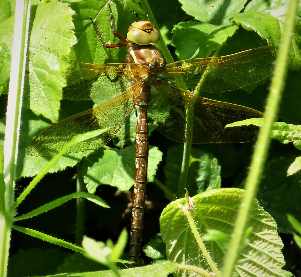 Brown Hawker