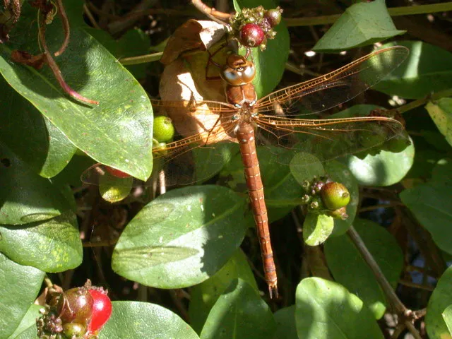 Brown Hawker