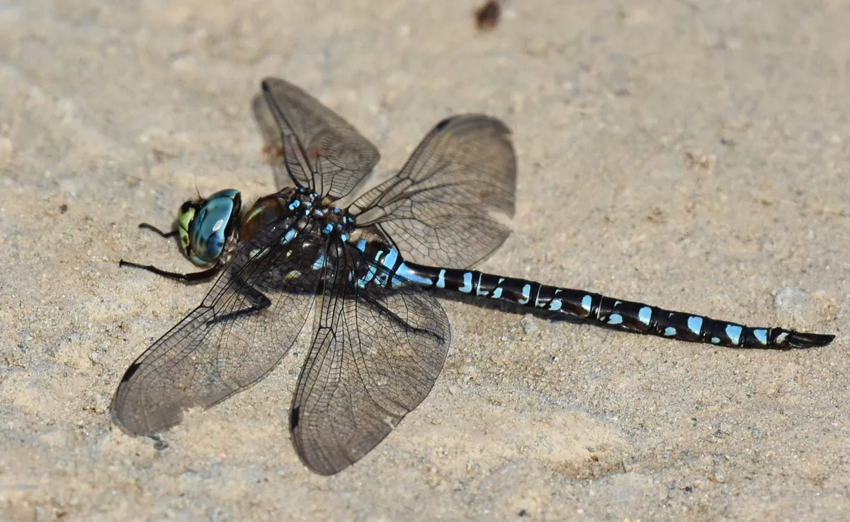 Variable Darner