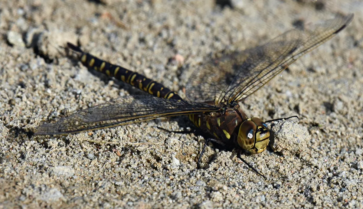 Variable Darner