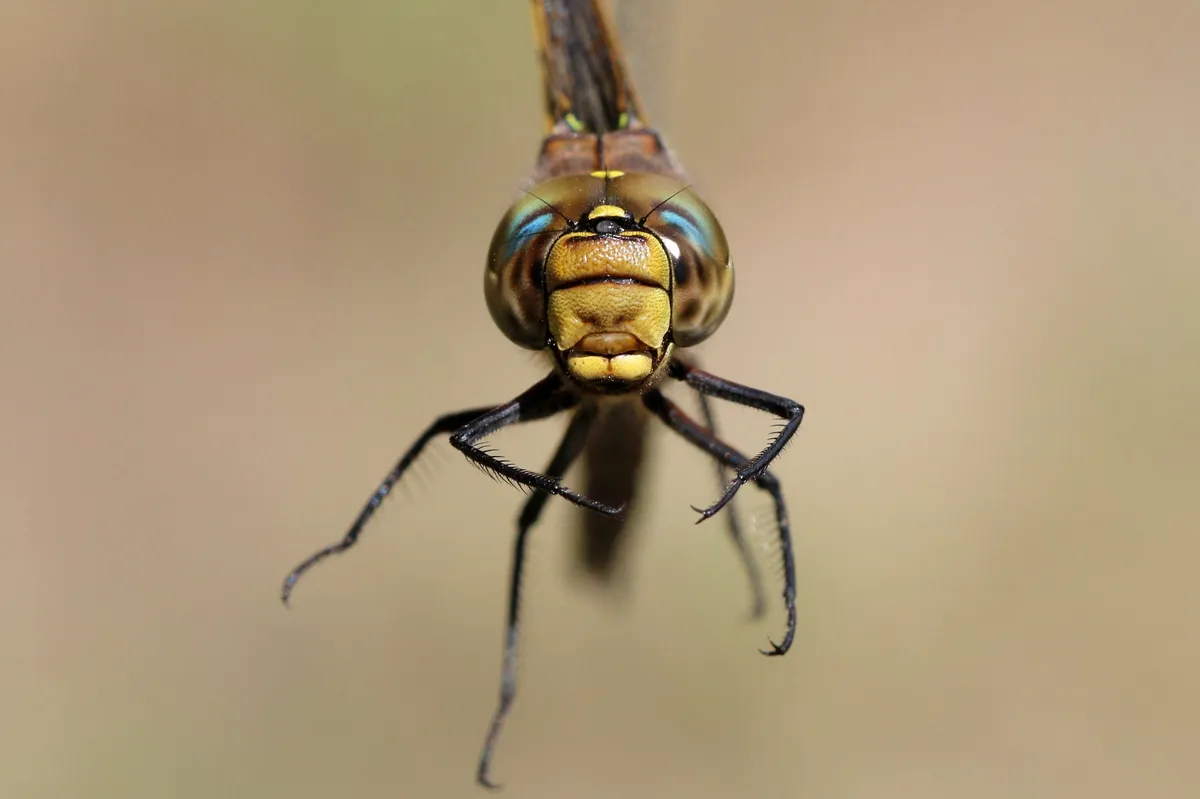 Variable Darner