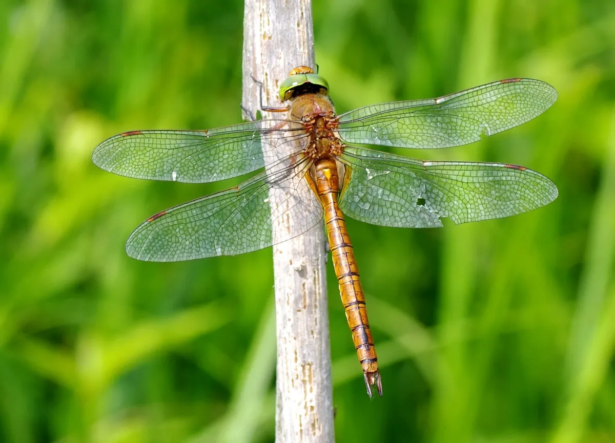 Libélula Norfolk