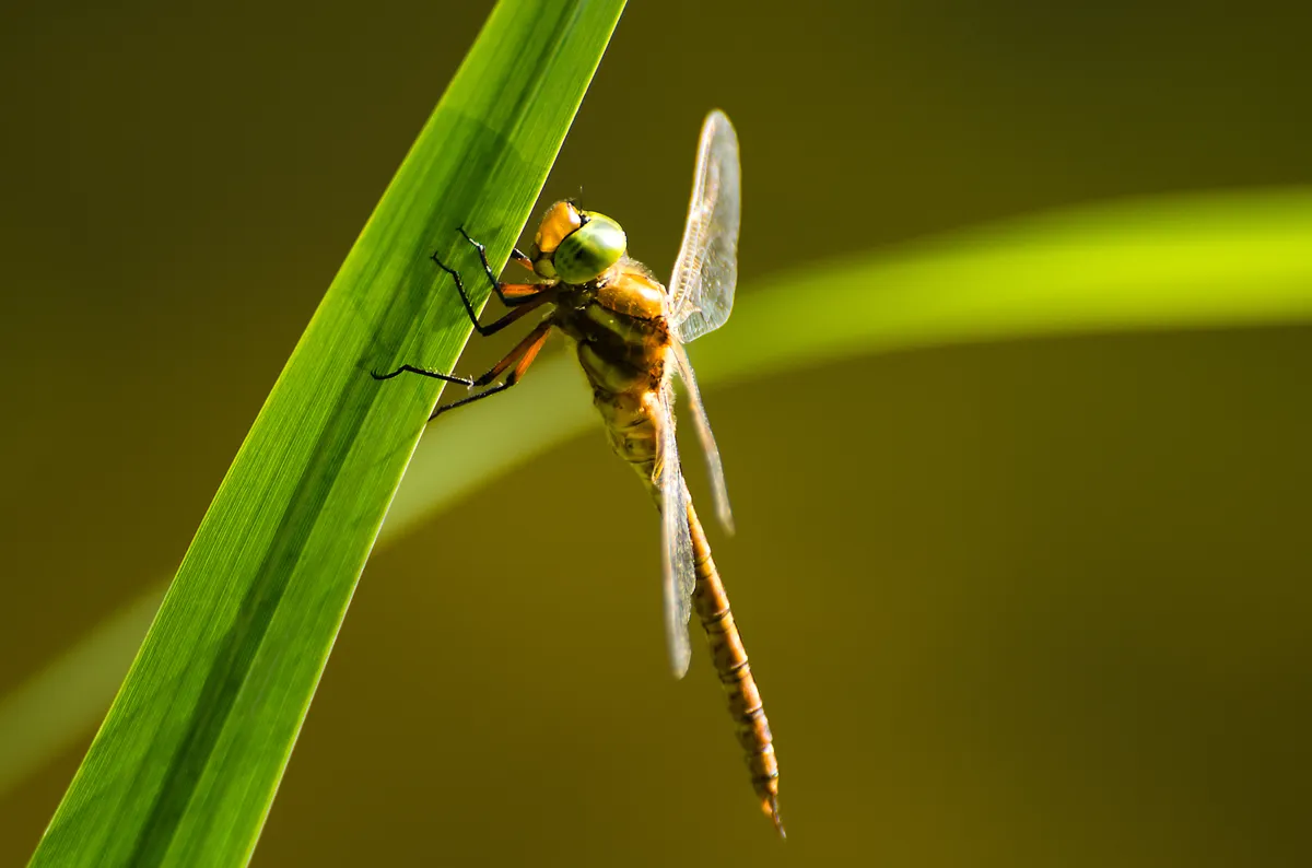Libélula Norfolk