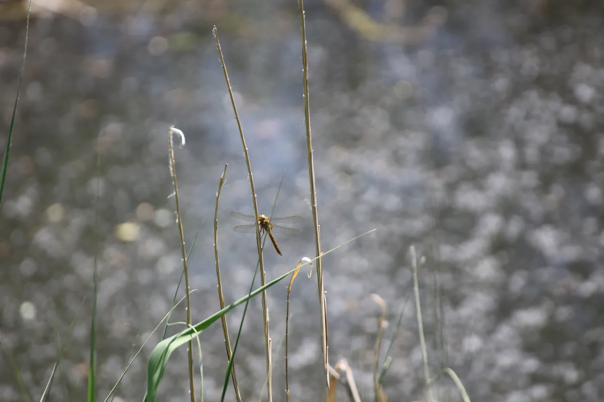 Libélula Norfolk
