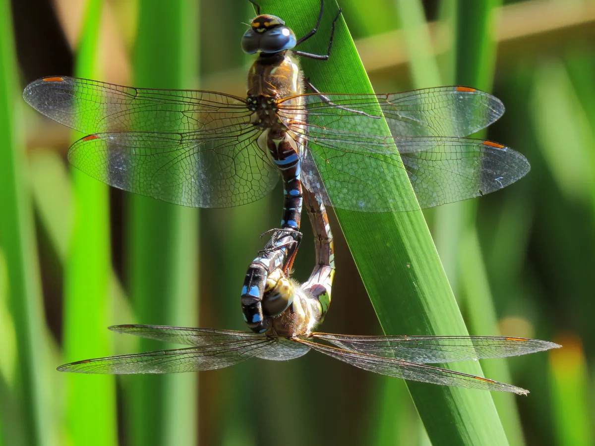 Common Hawker
