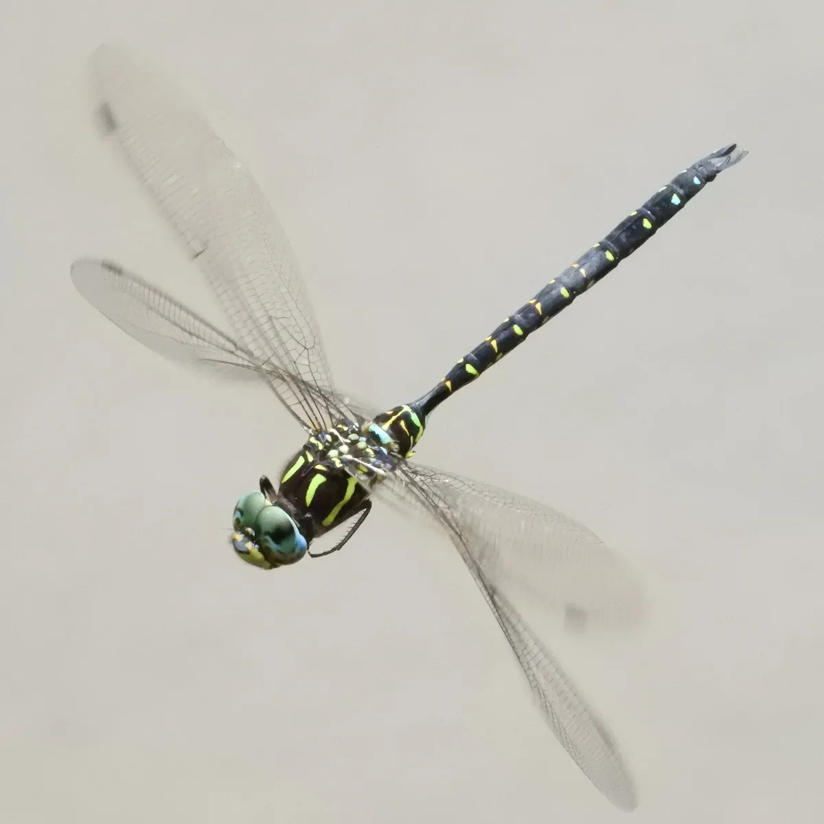 Common Hawker