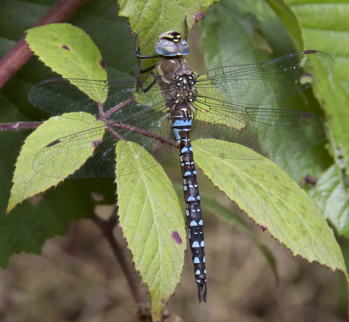 Common Hawker