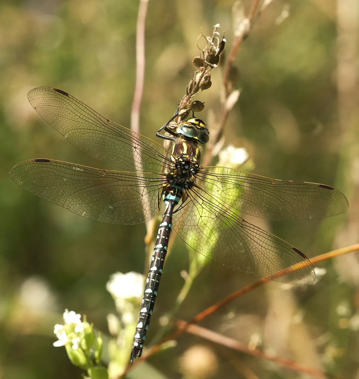 Common Hawker