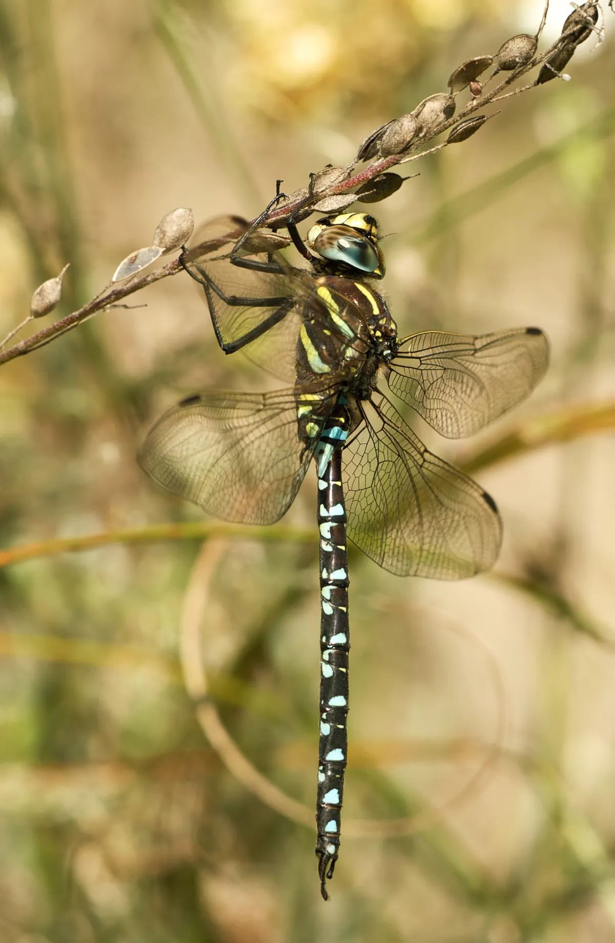 Common Hawker