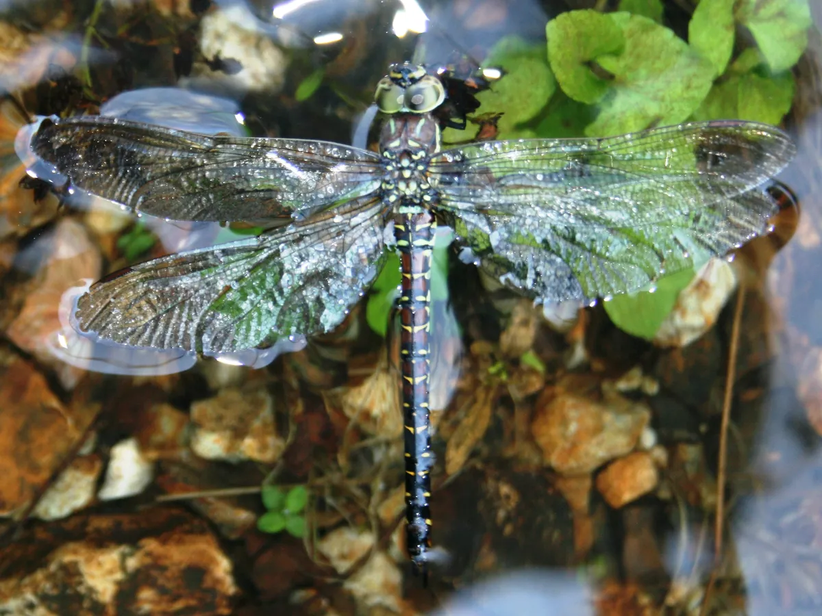 Common Hawker