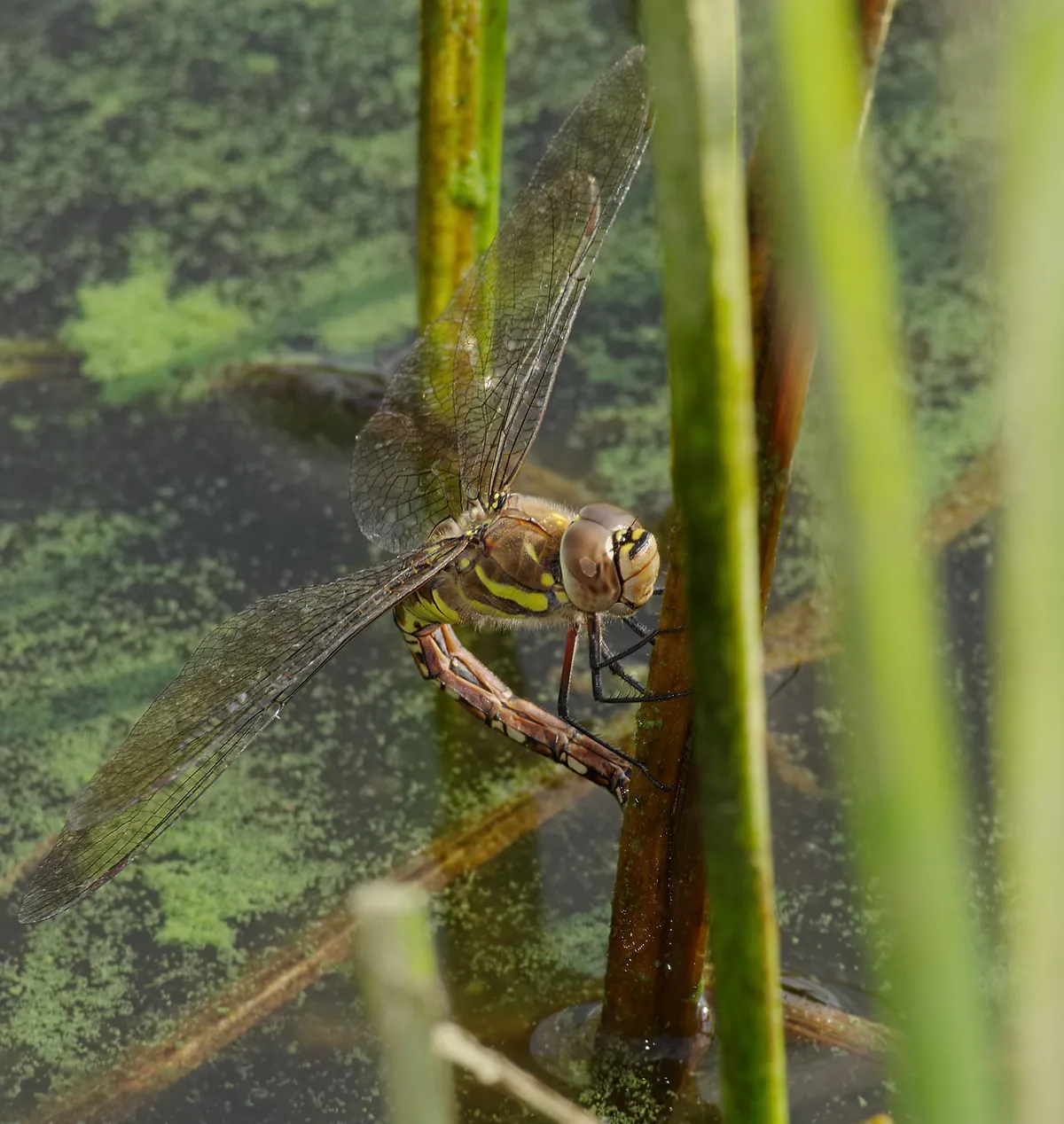 Migrant Hawker