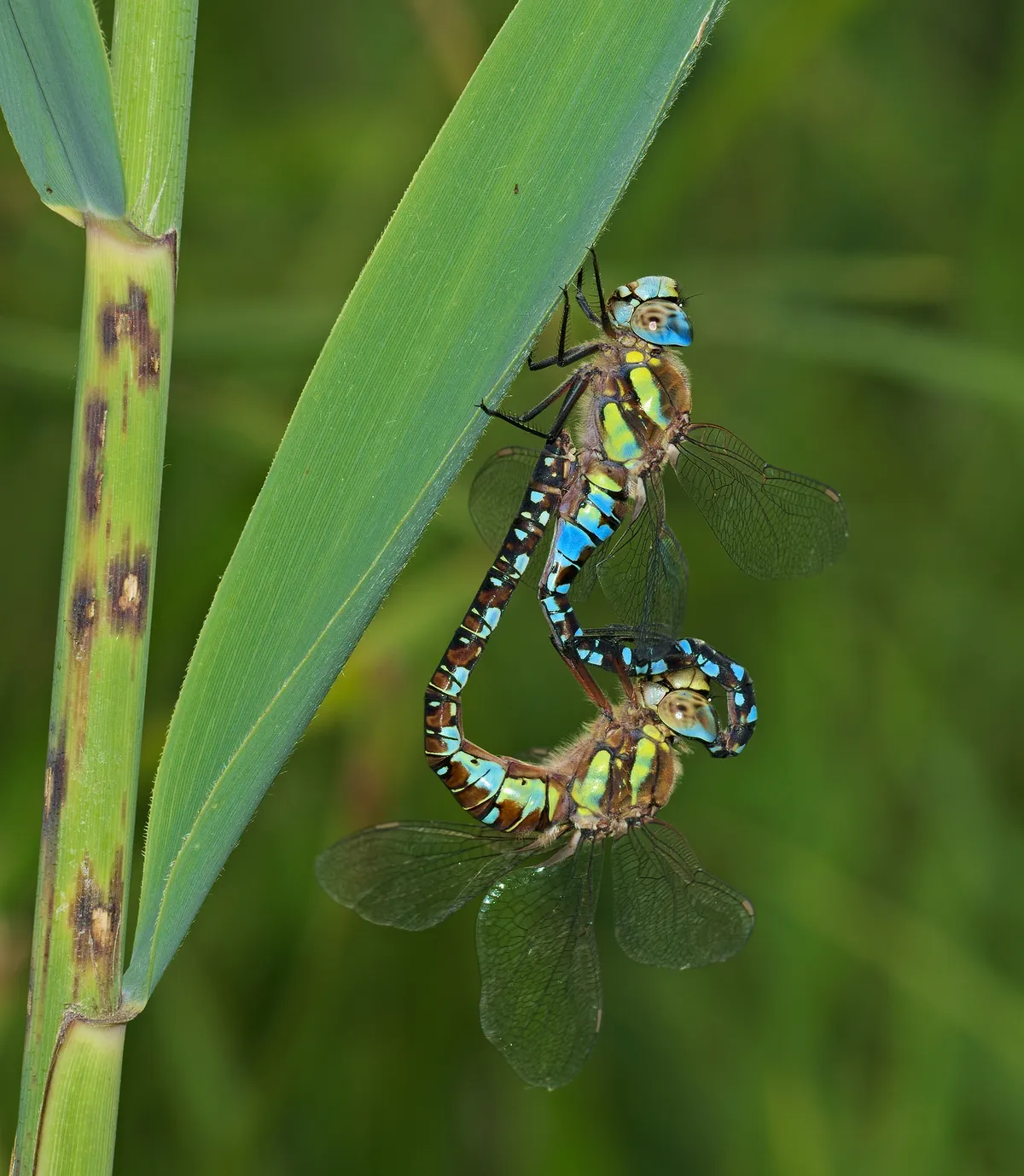 Migrant Hawker