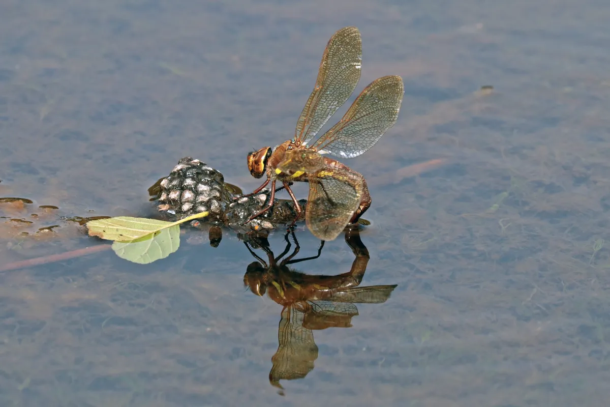 Migrant Hawker