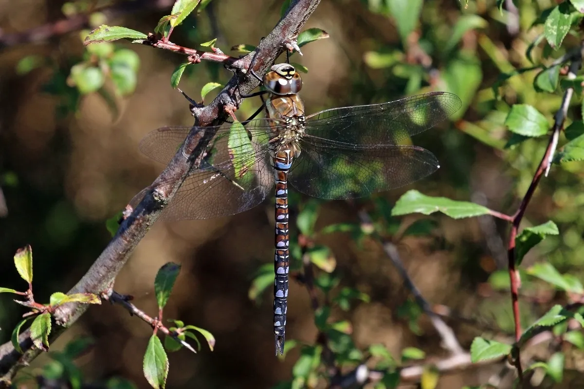 Migrant Hawker