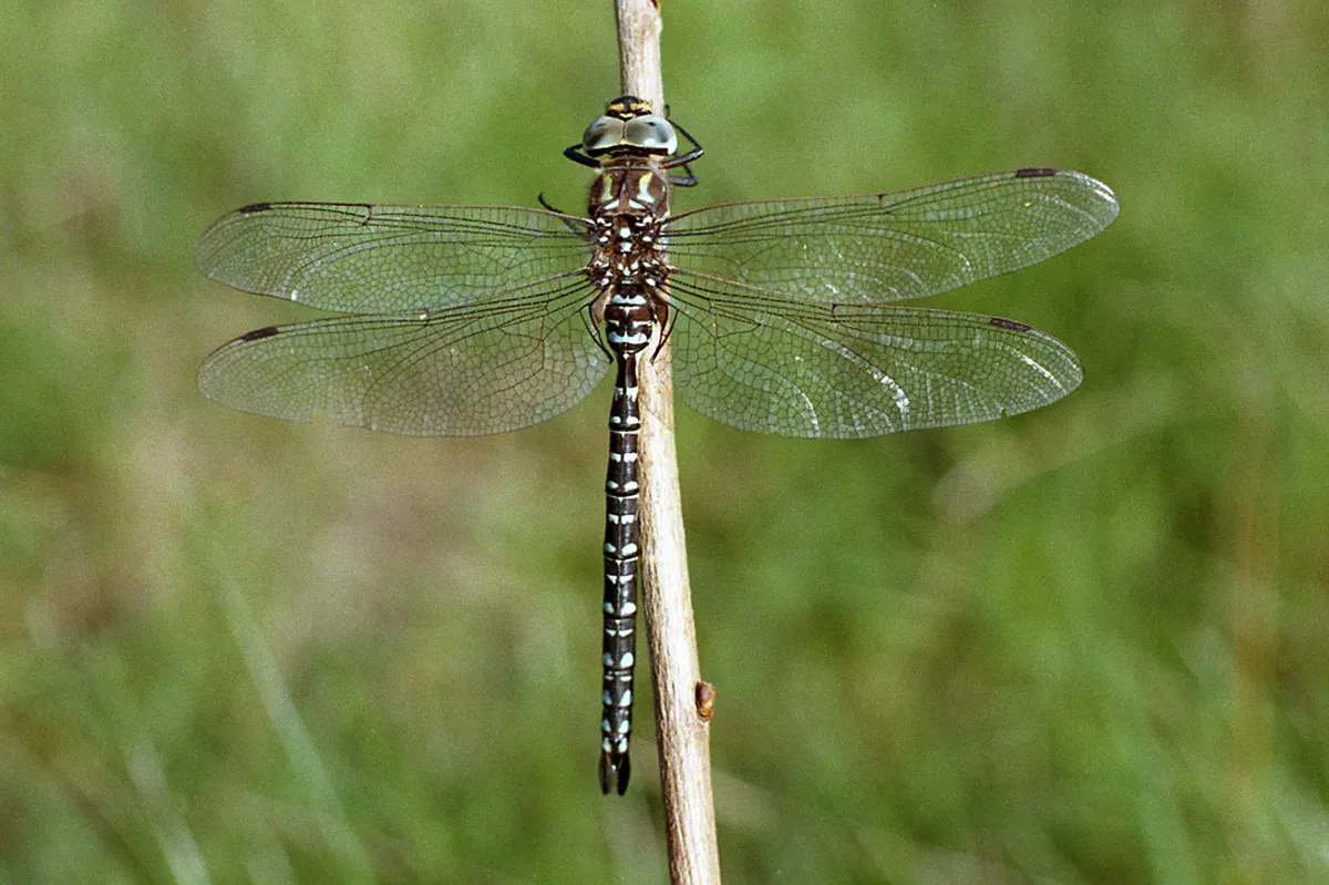 Subarctic Darner