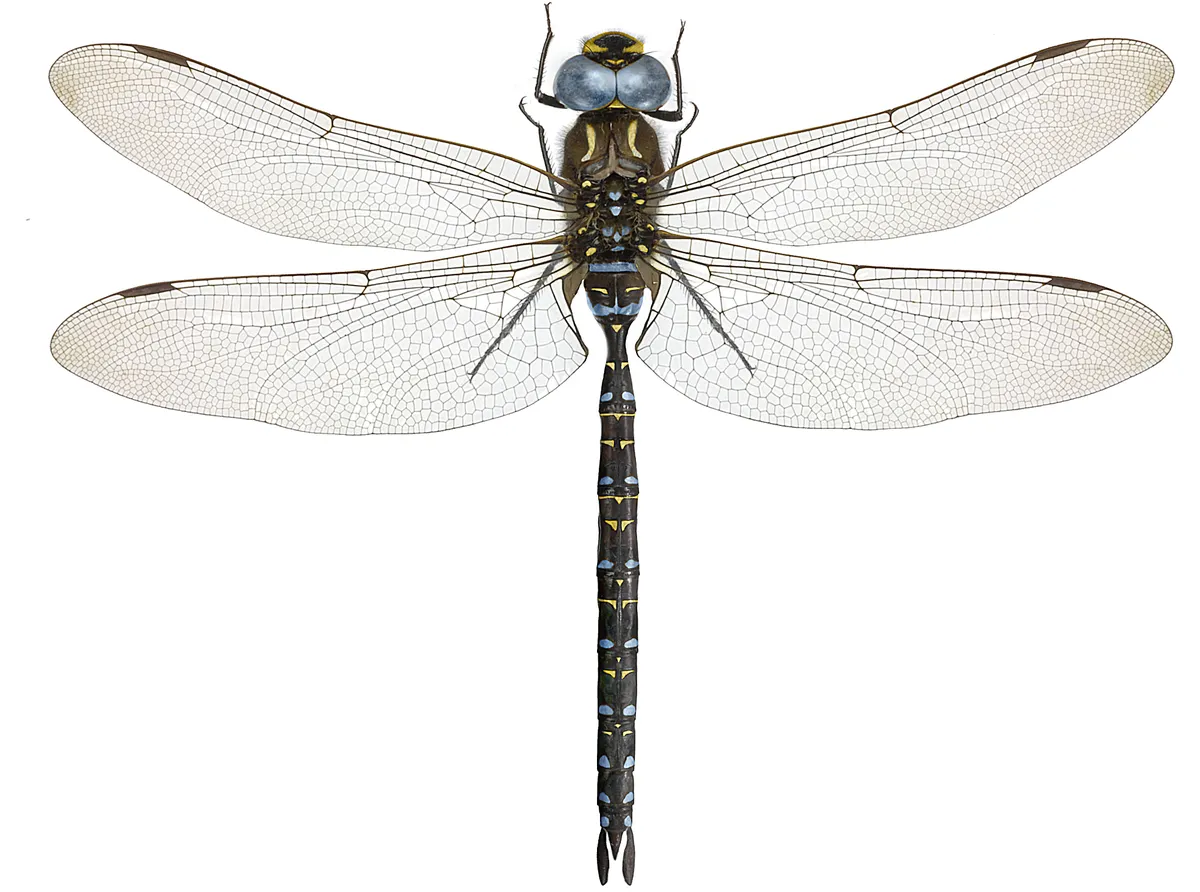 Subarctic Darner