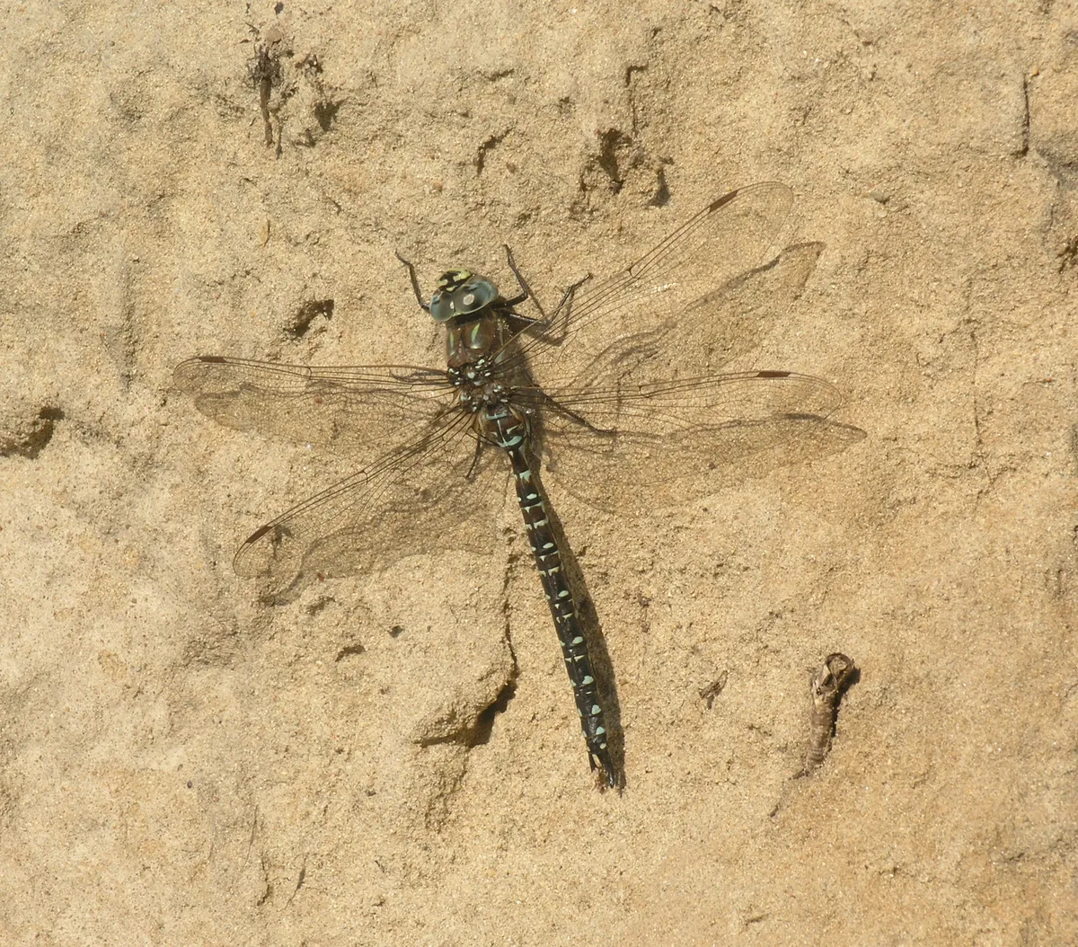 Subarctic Darner