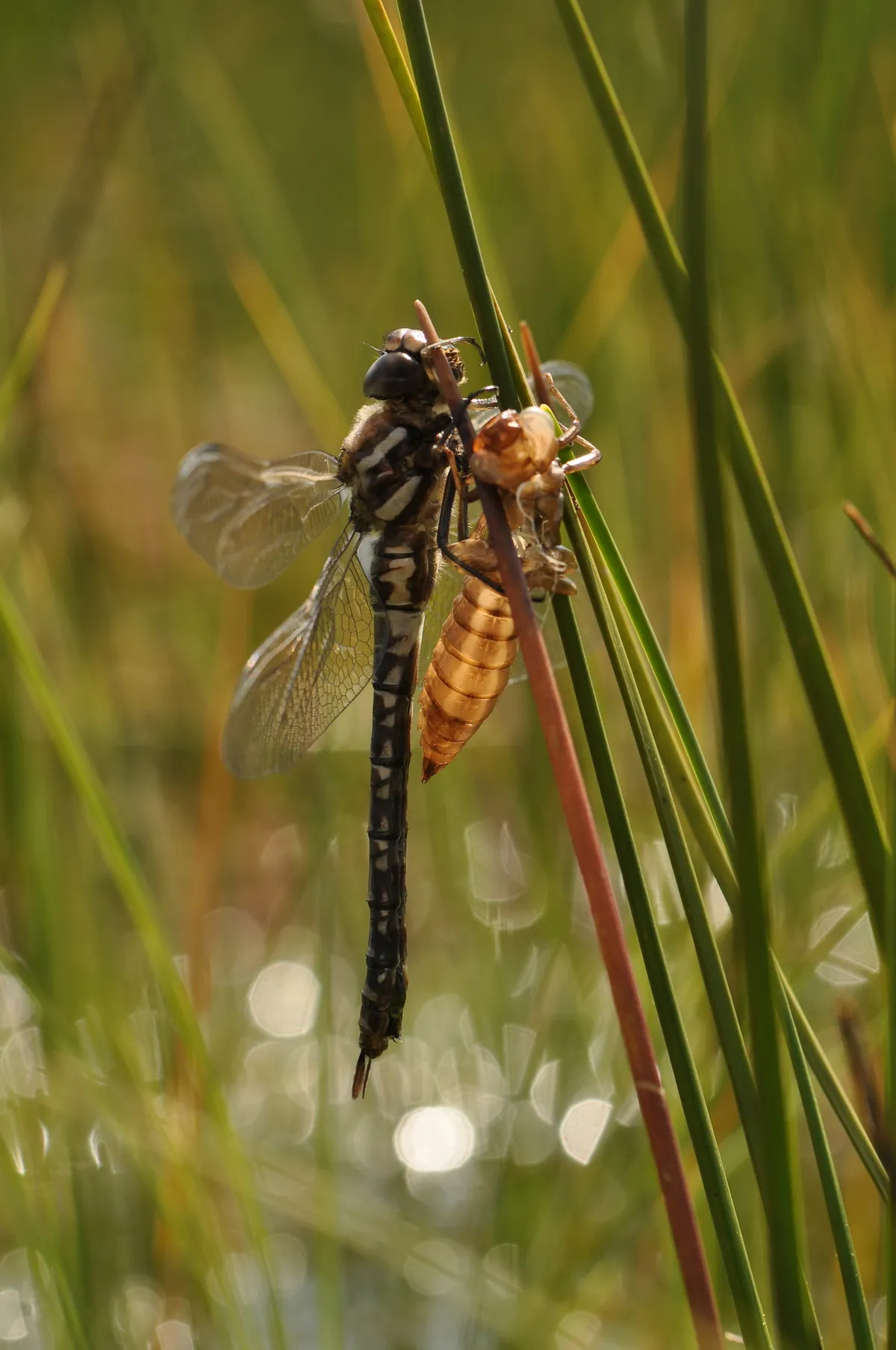 Subarctic Darner