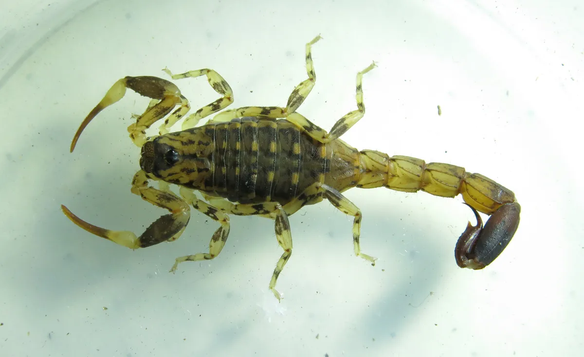 Escorpión Africano de Burdoi