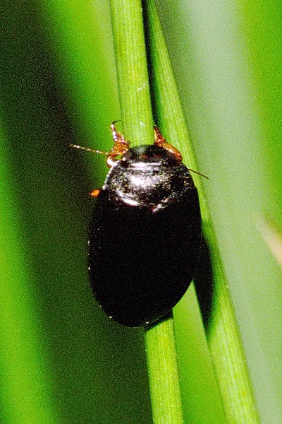 Agabus bipustulatus