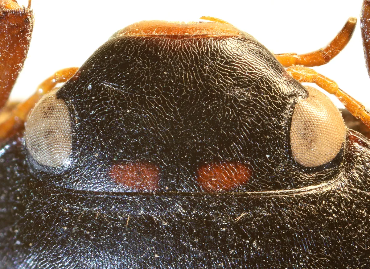 Escarabajo Acuático de Dos Puntos