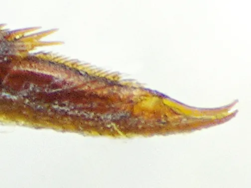 Escarabajo Acuático de Dos Puntos