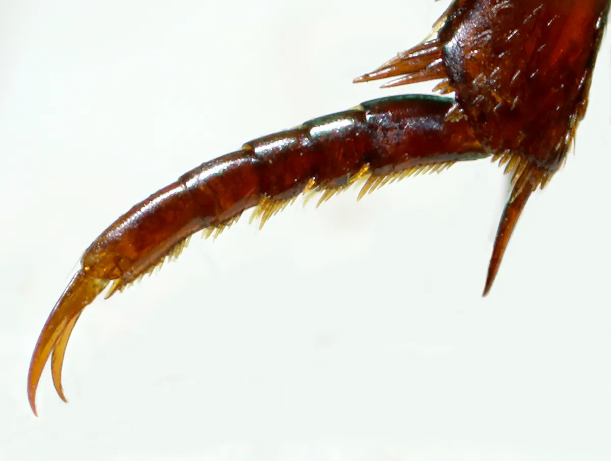 Escarabajo Acuático de Dos Puntos