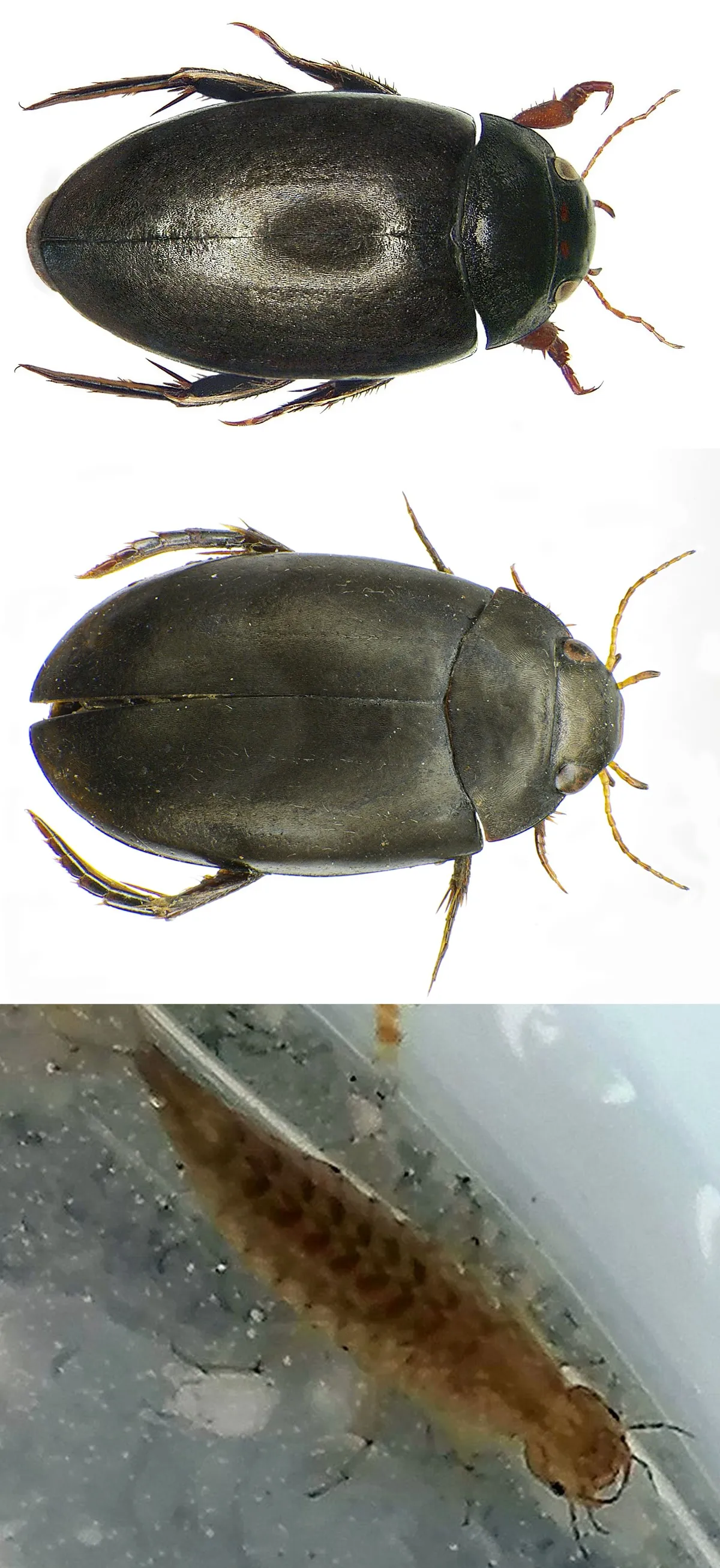 Escarabajo Acuático de Dos Puntos