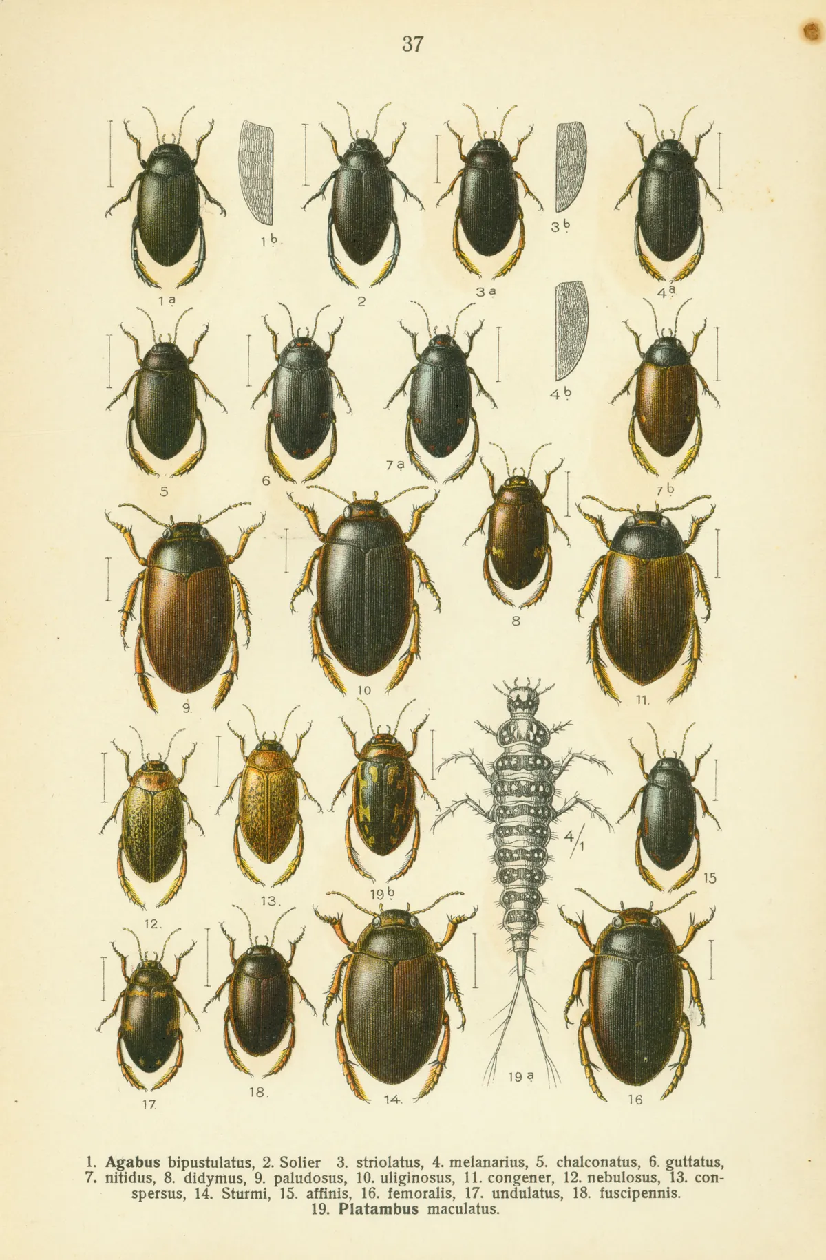 Escarabajo Acuático de Sturm