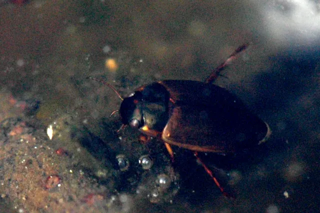 Escarabajo Acuático de Sturm