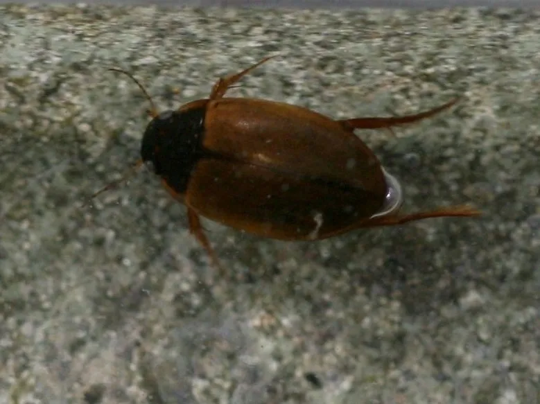 Escarabajo Acuático de Sturm