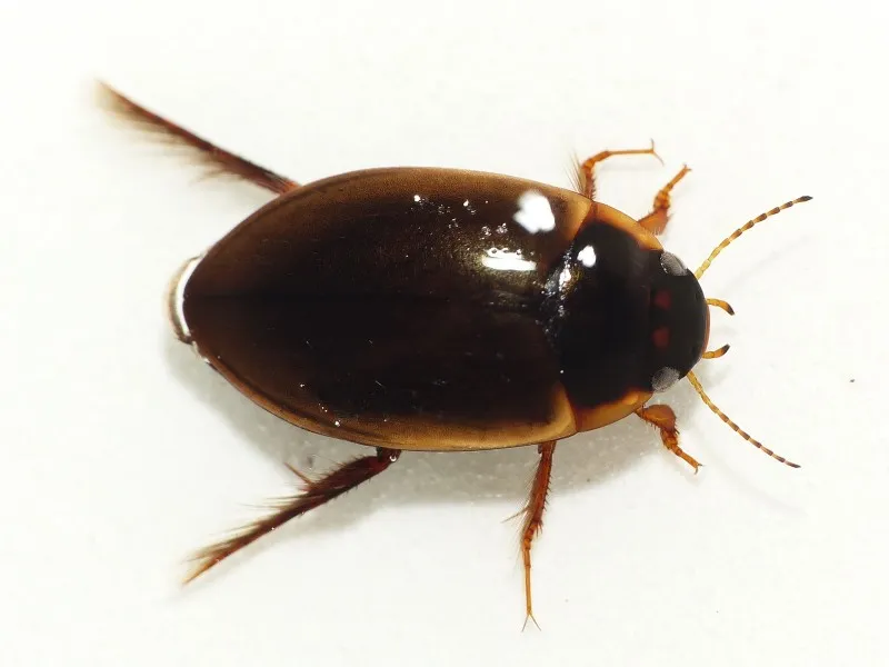 Escarabajo Acuático de Sturm