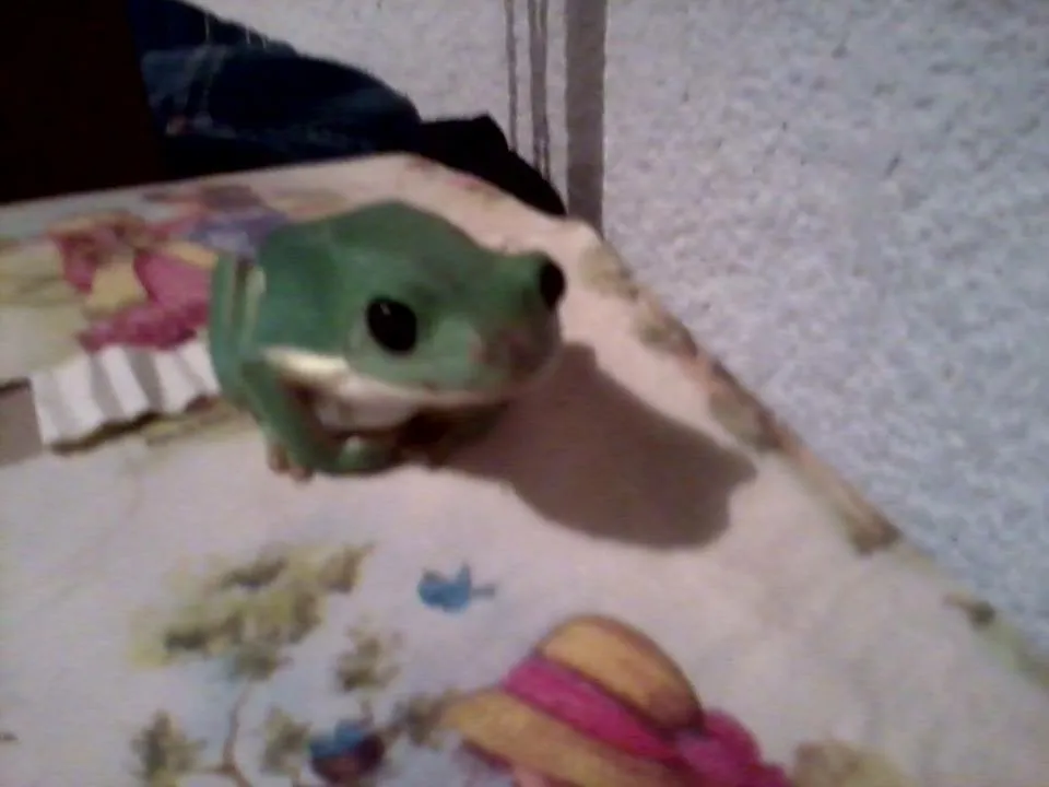 Rana Arbórea Gigante Mexicana