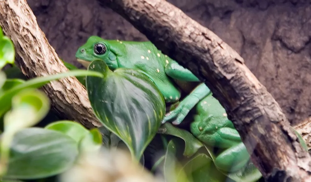 Rana Arbórea Gigante Mexicana