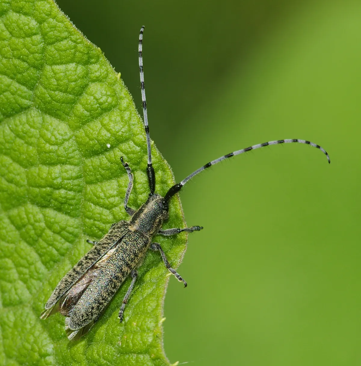 Agapanthia villosoviridescens