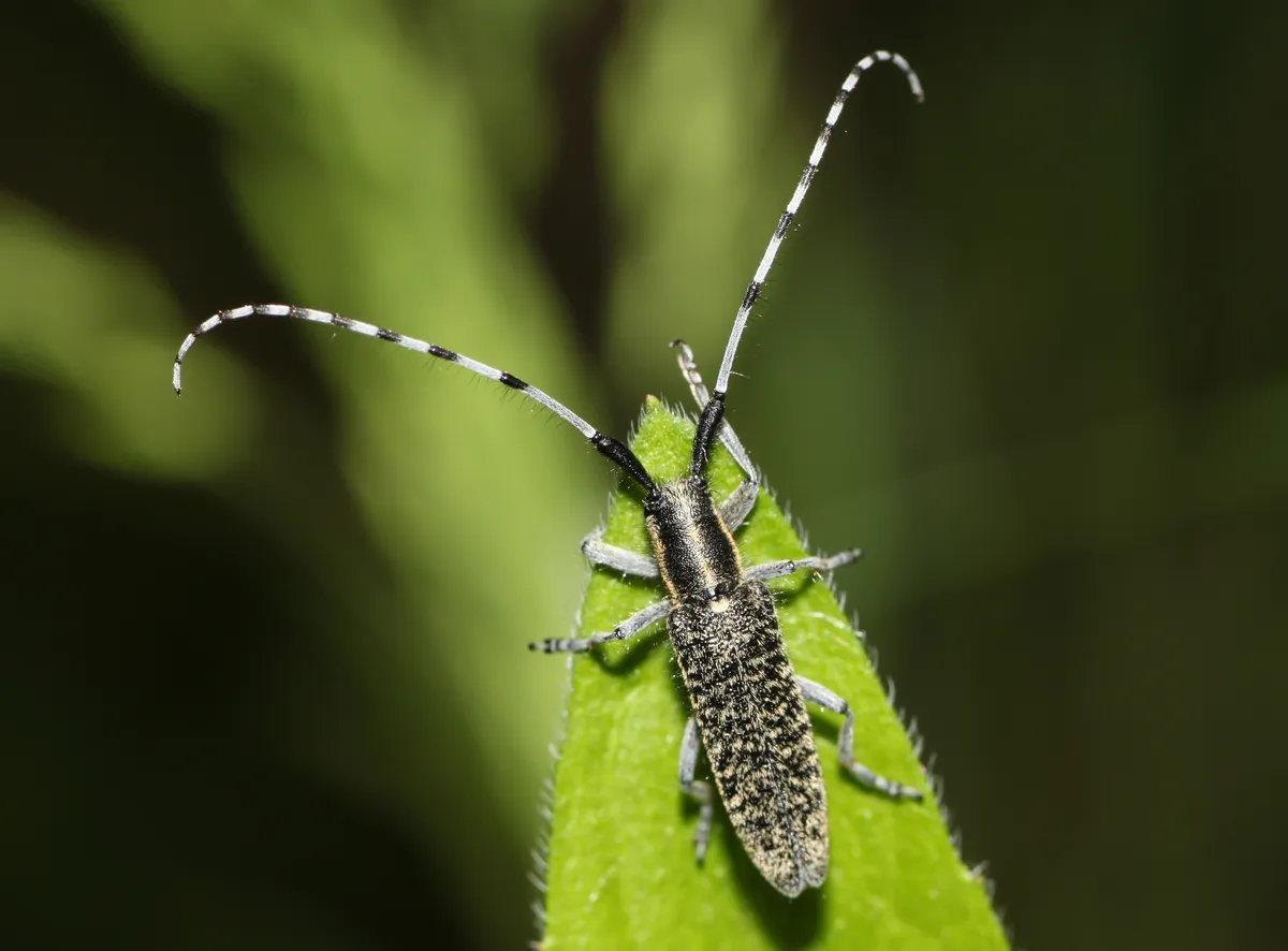 Villose Green Longhorn Beetle