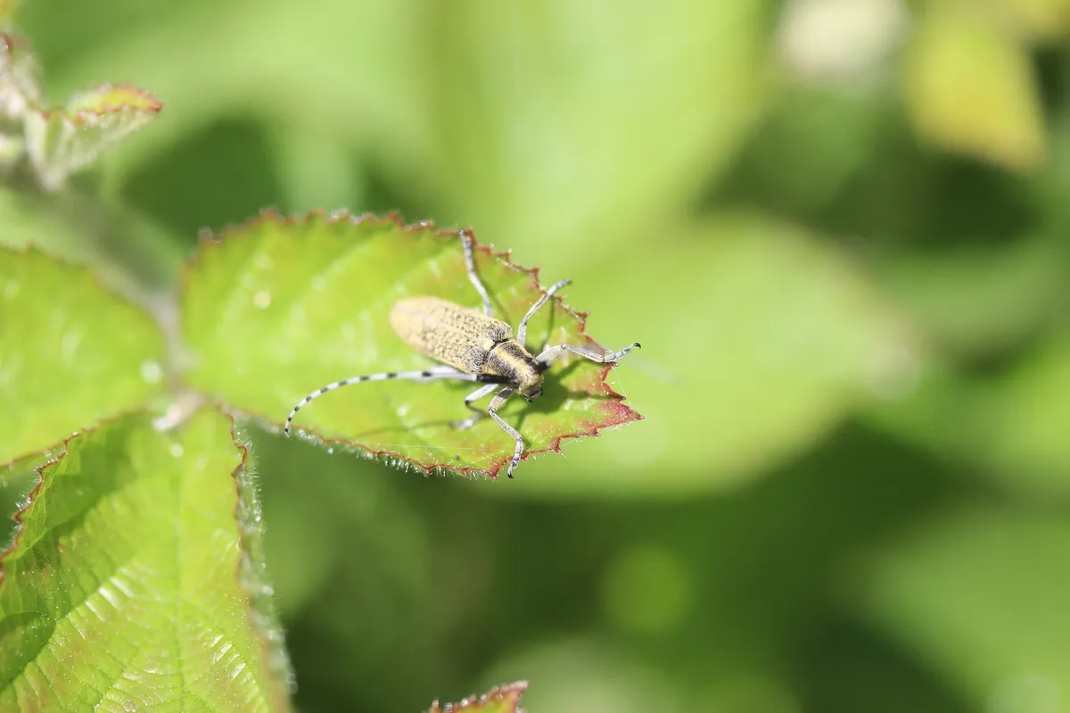 Villose Green Longhorn Beetle