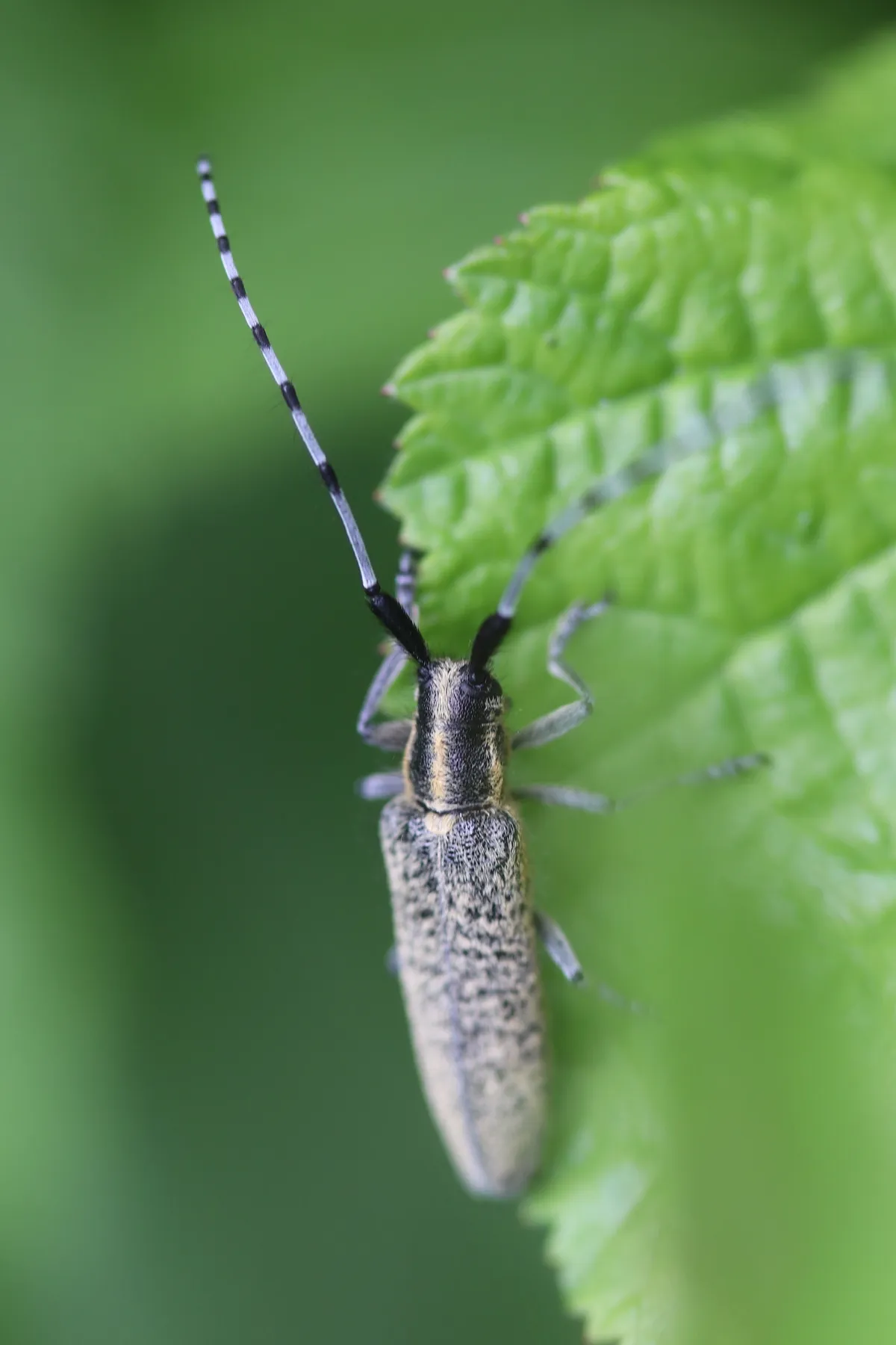 Villose Green Longhorn Beetle