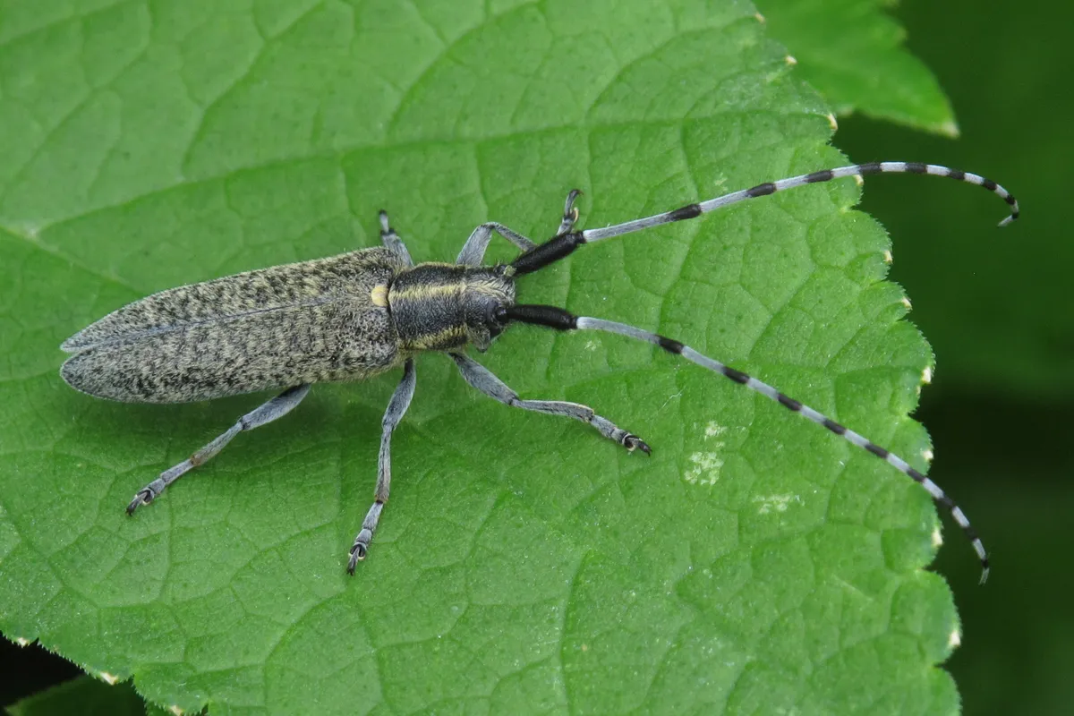 Villose Green Longhorn Beetle