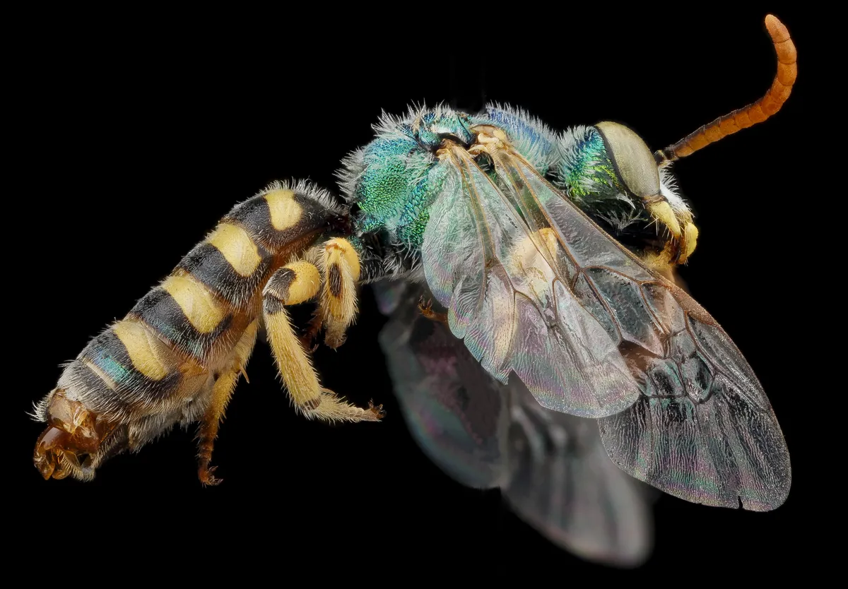 Abeja Sudorípara Verde Azulada