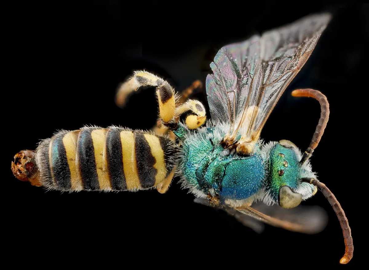 Abeja Sudorípara Verde Azulada