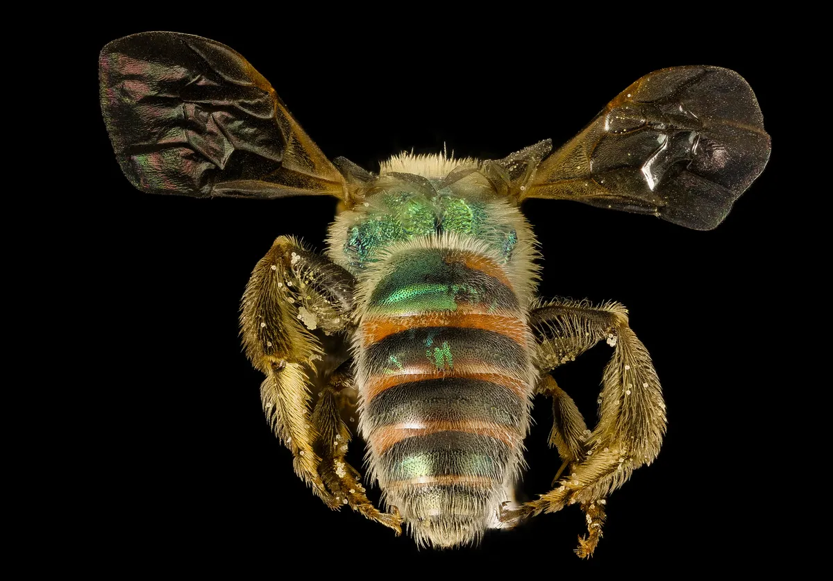 Abeja Sudorípara Verde Azulada